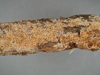 Hyphodontia radula image