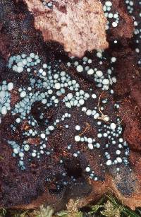 Chlorociboria albohymenia image