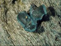 Image of Chlorociboria awakinoana