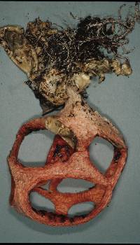 Clathrus archeri image