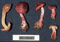 Cortinarius cardinalis image