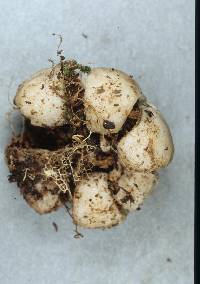 Geastrum morganii image