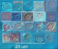 Rhodocybe multilamellata image