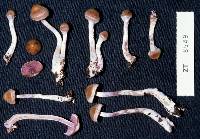 Cortinarius suecicolor image