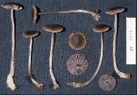 Mycena fuscovinacea image