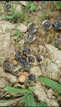 Cyathus stercoreus image