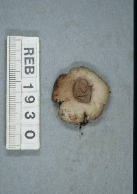 Geastrum morganii image