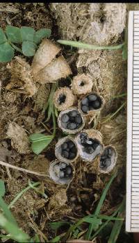 Cyathus stercoreus image
