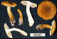 Cortinarius castoreus image