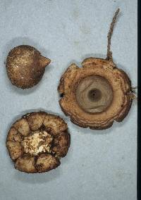 Geastrum lageniforme image