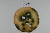 Chlorociboria awakinoana image