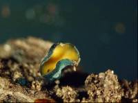 Chlorociboria pardalota image