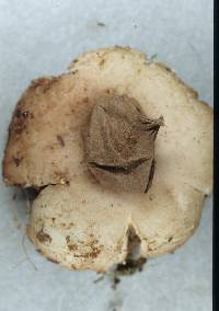 Geastrum morganii image