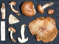 Tricholoma albobrunneum image