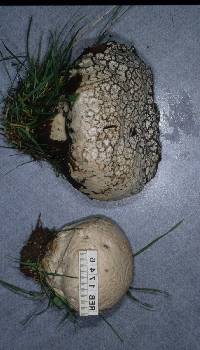 Calvatia lilacina image