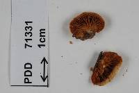 Crepidotus rufidulus image