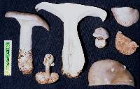 Volvariella surrecta image