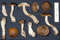 Cortinarius infractus image