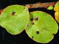 Phyllachora hauturu subsp. lanceshawii image