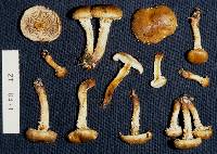 Pholiota subflammans image