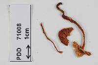 Cortinarius periclymenus image