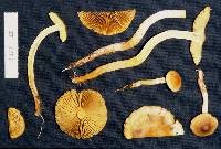 Pholiota chrysmoides image