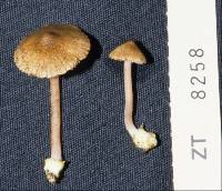 Inocybe luteobulbosa var. volvata image