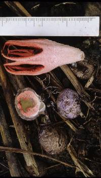 Clathrus archeri image