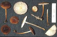 Marasmius atrocastaneus image