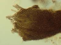 Leptothyrium panacis image