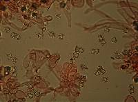 Entoloma gasteromycetoides image