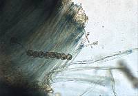 Plicaria recurva image