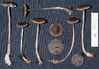 Mycena fuscovinacea image