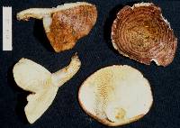 Lactarius tawai image