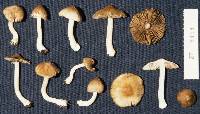 Inocybe vicina image