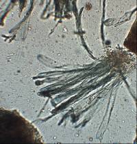 Image of Plicaria recurva