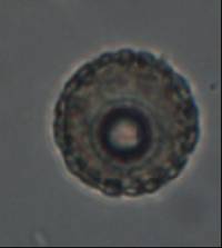 Plicaria recurva image