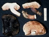 Tylopilus formosus image