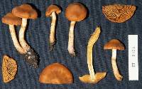 Cortinarius veronicae image