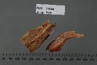 Hispidula rubra image