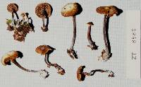 Psilocybe novae-zelandiae image