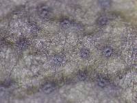 Leptothyrium panacis image