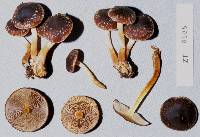 Hypholoma brunneum image