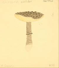 Amanita inopinata image