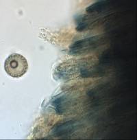 Plicaria recurva image