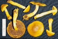 Dermocybe canaria image