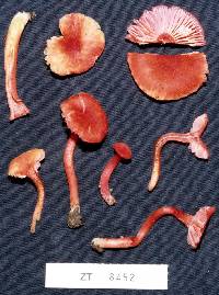 Hygrocybe rubrocarnosa image