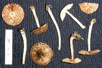 Pluteus perroseus image