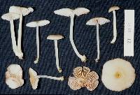 Entoloma cerifactum image