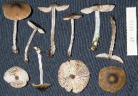 Entoloma distinctum image